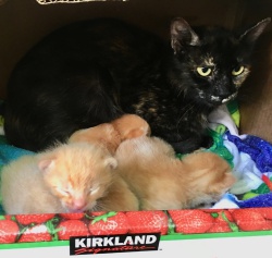 Mama Carmelita and her 3 kittens.