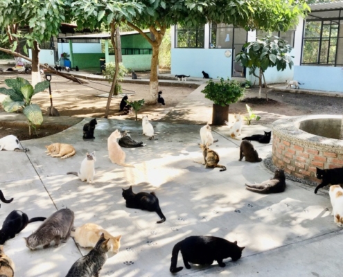 Purr Project Newsletter April 2021