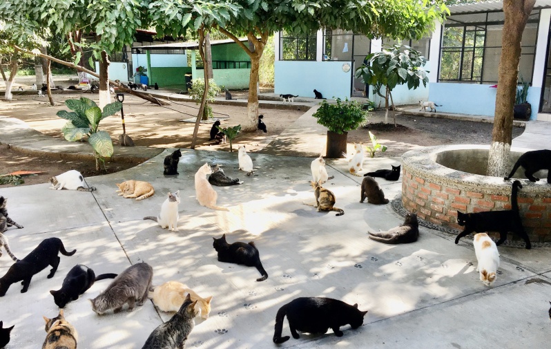 Purr Project Newsletter April 2021