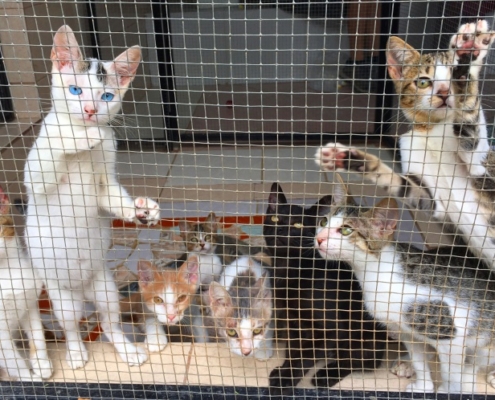 PuRR Project - Puerto Vallarta - July 2021 Newsletter