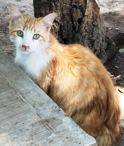 RUSTY has lived in the PuRR gardens since he was passed over for adoption as a kitten. He is a handsome fella' but VERY shy!