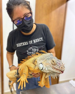 Eva treating the iguana!