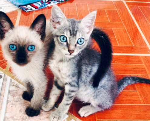 PuRR Project - Puerto Vallarta - November 2021 Newsletter