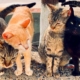 Newsletter February 2022 PuRR Project