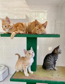 Kittens in Macho's Casita.