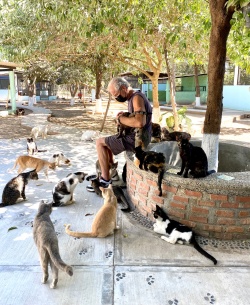 Yard cats getting some loving.