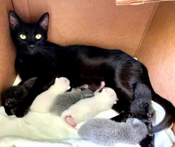 Mama Angelina & Six babies