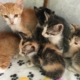 May Purr Project Newsletter 2022