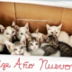 Purr Project Newsletter January 2023 - Happy New Year from PuRR project