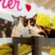 PuRR Project Newsletter for February 2023