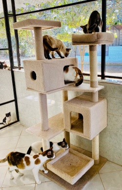 The cats in Trisha's Kitten House loved the cat tree donated by Andy Ashton at PuRR Project