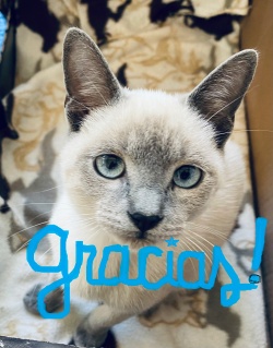 Gracias from Purr Project