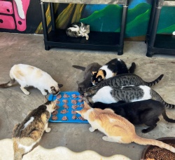 PuRR Project- Puerto Vallarta: PuRR cats eating meatballs, Cats eating meatballs in the PuRR rain shelter.