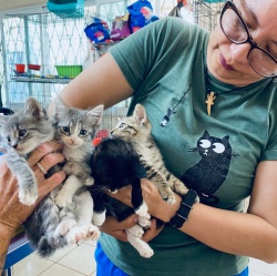 Handful of kittens at PuRR Project in Puerto Vallarta