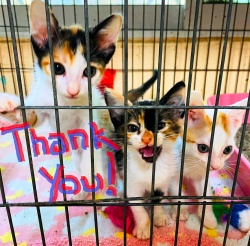 Three cute kittens in a cage behind the words 'thank you'