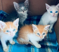 Four cute kittens at PuRR Project in Puerto Vallarta