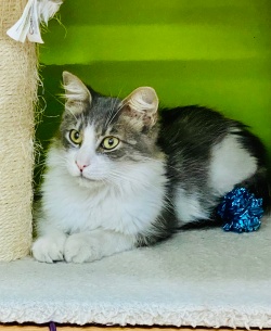 Quincy sitting against a green wall at PuRR Project in Puerto Vallarta