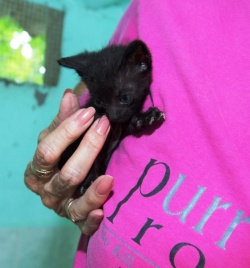 Small black kitten being held by a volunteer at PuRR Project