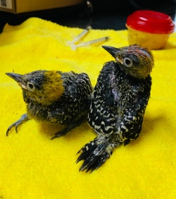 Two baby woodpeckers waiting for lunch on a yellow towel