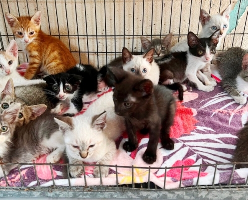 PuRR Project August 2023 Newsletter