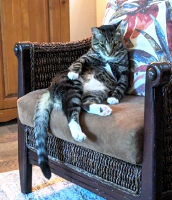 Mac lounging on a chair