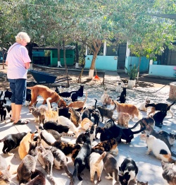Volunteer in the middle of lots of cats in Puerto Vallarta