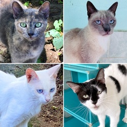 Four cats at the shelter that need to be virtually adopted.