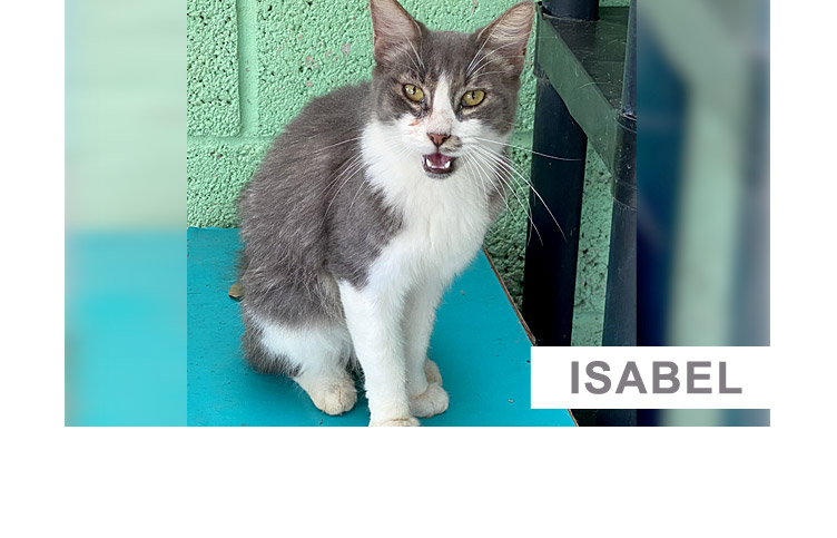 Isabel - Virtual Adoption - PuRR Project Feline Rescue Shelter - Puerto Vallarta