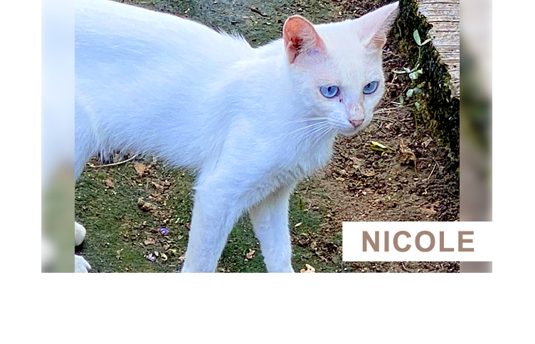 Nicole - Virtual Adoption - PuRR Project Feline Rescue Shelter - Puerto Vallarta