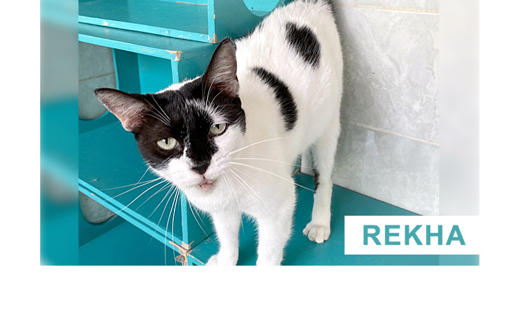 Rekha - Virtual Adoption - PuRR Project Feline Rescue Shelter - Puerto Vallarta