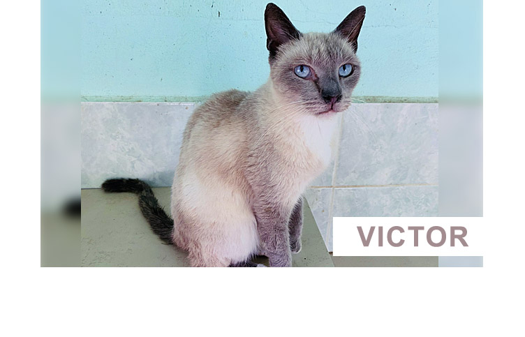 Victor - Virtual Adoption - PuRR Project Feline Rescue Shelter - Puerto Vallarta