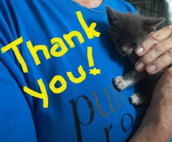 A small dark grey kitten being held by someone in a blue t-shirt