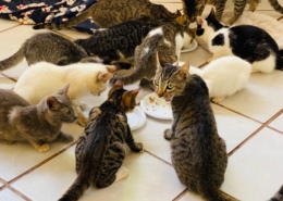 Cats and Kittens hovered around eating at PuRR Project in Puerto Vallarta