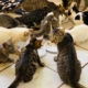 Cats and Kittens hovered around eating at PuRR Project in Puerto Vallarta