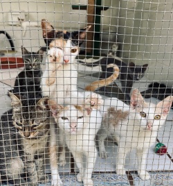 Kittens at the shelter