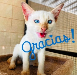 White shelter kitty with Gracias written across the photo