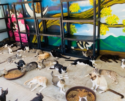 Cats sprawled out on the floor at the shelter