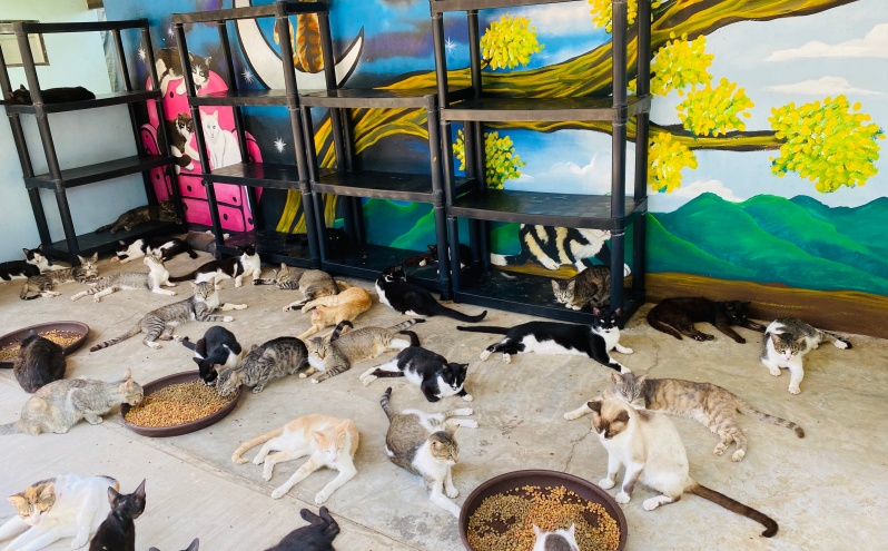 Cats sprawled out on the floor at the shelter