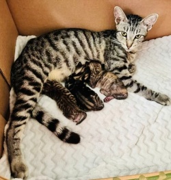 Mama cat and her kittens nursing