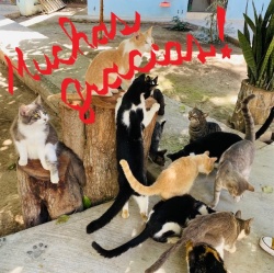 Lots of cats hanging out in the yard at the PuRR Project in Puerto Vallarta.