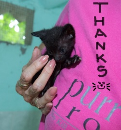Tiny little black kitten being held close by a PuRR volunteer wearing a pink shirt.