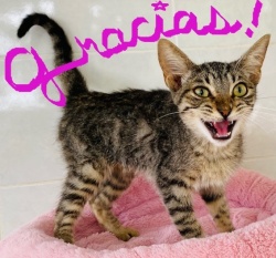 A small tabby kitten meowing with the word 'gracias' written above him