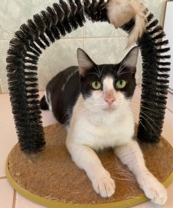 A black and white tuxedo cat posing under a cat scratcher