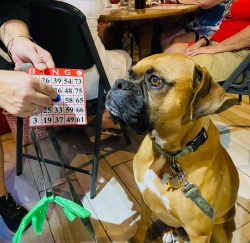 A dog and a bingo card