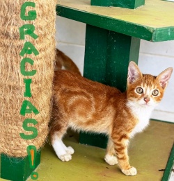 Orange kitty posing near a scratch post