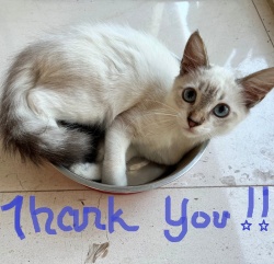 Kitten posing with the words Thank you written under them.