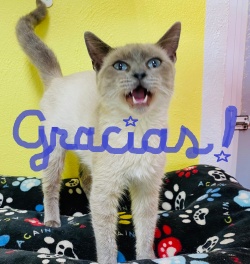 A kitty meowing with Gracias written in front of her