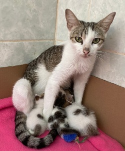 Mom Cat posing with her small kittens