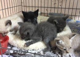 Kittens in a cage at the shelter