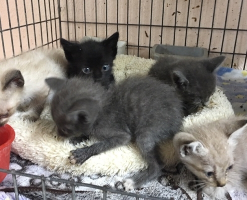 Kittens in a cage at the shelter